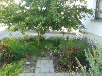 AckvaBibelgarten210 802