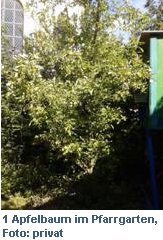 Apfelbaum